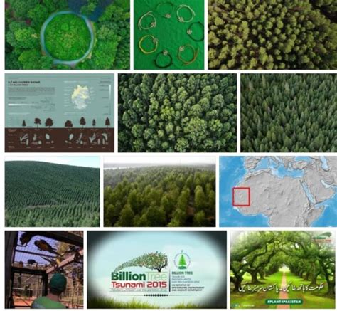 8 billion trees legit|8 billion trees scandal.